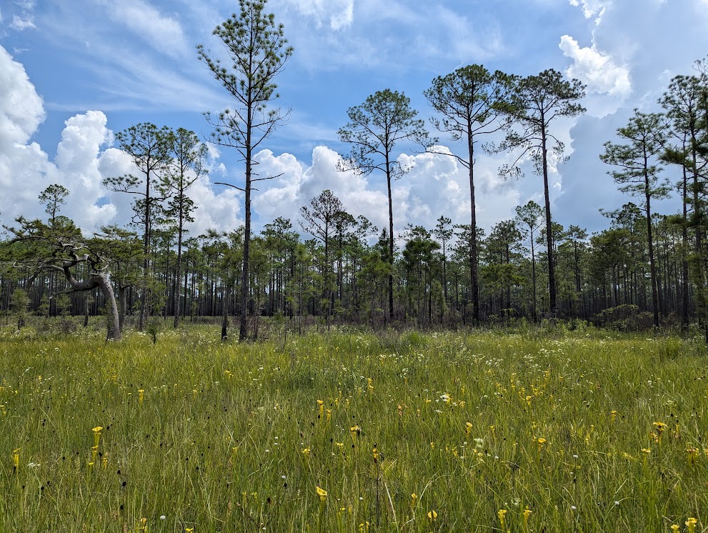 Bog rich in carnivorous plants (14 spp.!), Appalachacola National Forest, FL