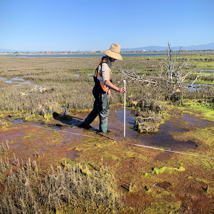 Bolsa Chica Ecological Reserve vegetation transect